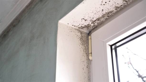 Best Post-Flood Mold Remediation in Charlotte Harbor, FL